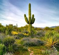 Image result for Pics of Arizona Cactus