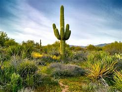 Image result for Wild Cacti