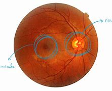 Image result for Retina Del Ojo