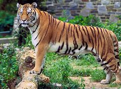 Image result for Most Beautiful Animals
