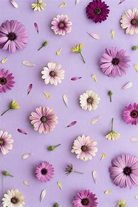 Image result for Aesthetic Lilac Phone Wallpaper