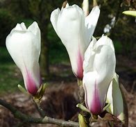 Risultato immagine per Magnolia cylindrica