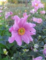 Image result for Anemone hybrida Margareta