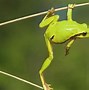 Image result for Funny Frog Jumping Wallpaper