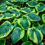 Image result for Hosta Frances Williams