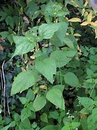 Image result for Eupatorium rugosum