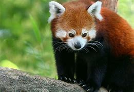 Image result for Biggest Red Panda