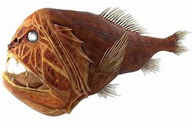 Image result for Weird Fish Art