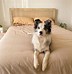 Image result for Border Collie Colors