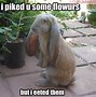 Image result for Cute Funny Bunny