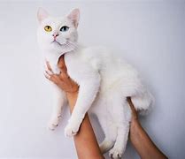 Image result for Holding Cat