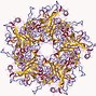 Image result for Human Papillomavirus Diagram
