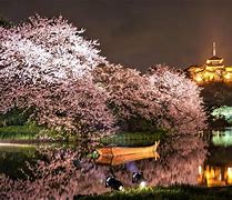 Image result for Cherry Blossom Yokohama