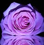 Image result for Black and Purple Roses Flowers