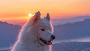 Image result for Samoyed iPhone Wallpaper