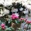 Image result for Rhododendron (AJ) Encore STARBURST