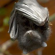 Image result for Fruit Bat Sleeping