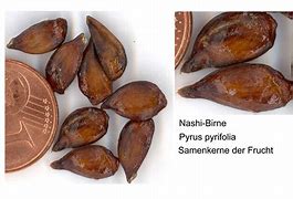 Image result for Non-GMO Seeds