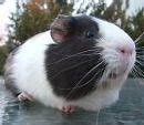 Image result for Cutest Most Adorable Pets in the World