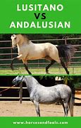Image result for Lusitano vs Andalusian