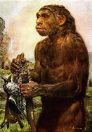 Image result for Homo Neanderthalensis