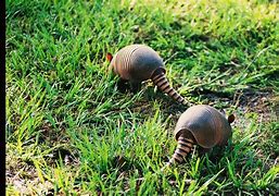 Image result for Red White Blue Armadillo