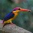 Image result for Amazing Birds