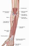 Image result for Forearm Diagram