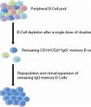 Image result for Memory B Cells Remember Pathogens