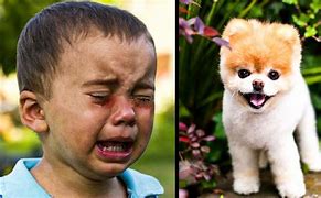 Image result for Boo the Cutest Dog in the World Death