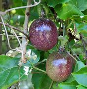 Image result for Vine Fruit