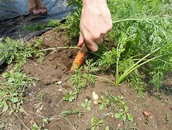 Image result for Carrot Seed Plant