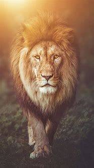 Image result for Lion Wallpaper iPhone X