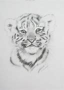 Image result for Baby Tiger Drawing