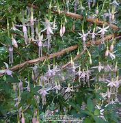 Image result for Fuchsia magellanica Alba