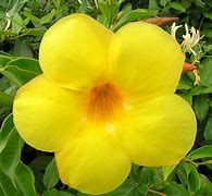 Image result for Bright Pretty Flowers