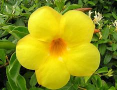 Image result for Tropical Plants with Yellow Flowers
