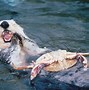 Image result for Sea Otter with Pup