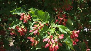 Image result for Acer tataricum HOT WINGS