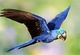 Image result for Extinct Flying Animals