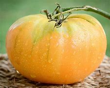 Image result for Beef Steak Tomato Seeds