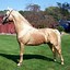 Image result for morgans horses history