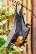 Image result for Golden Nosed Fruit Bat