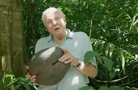 Image result for The Biggest Plant Seed