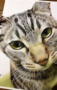 Image result for Realistic Cat Background