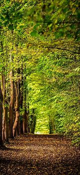 Image result for Ihone Forest Green