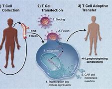 Image result for Car T Cells