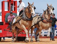 Image result for Draft Horse Pull