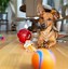 Image result for Teething Toys Small Dog