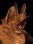 Image result for Bat Nose